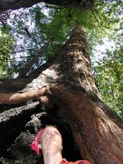 standing in a great tree crotch